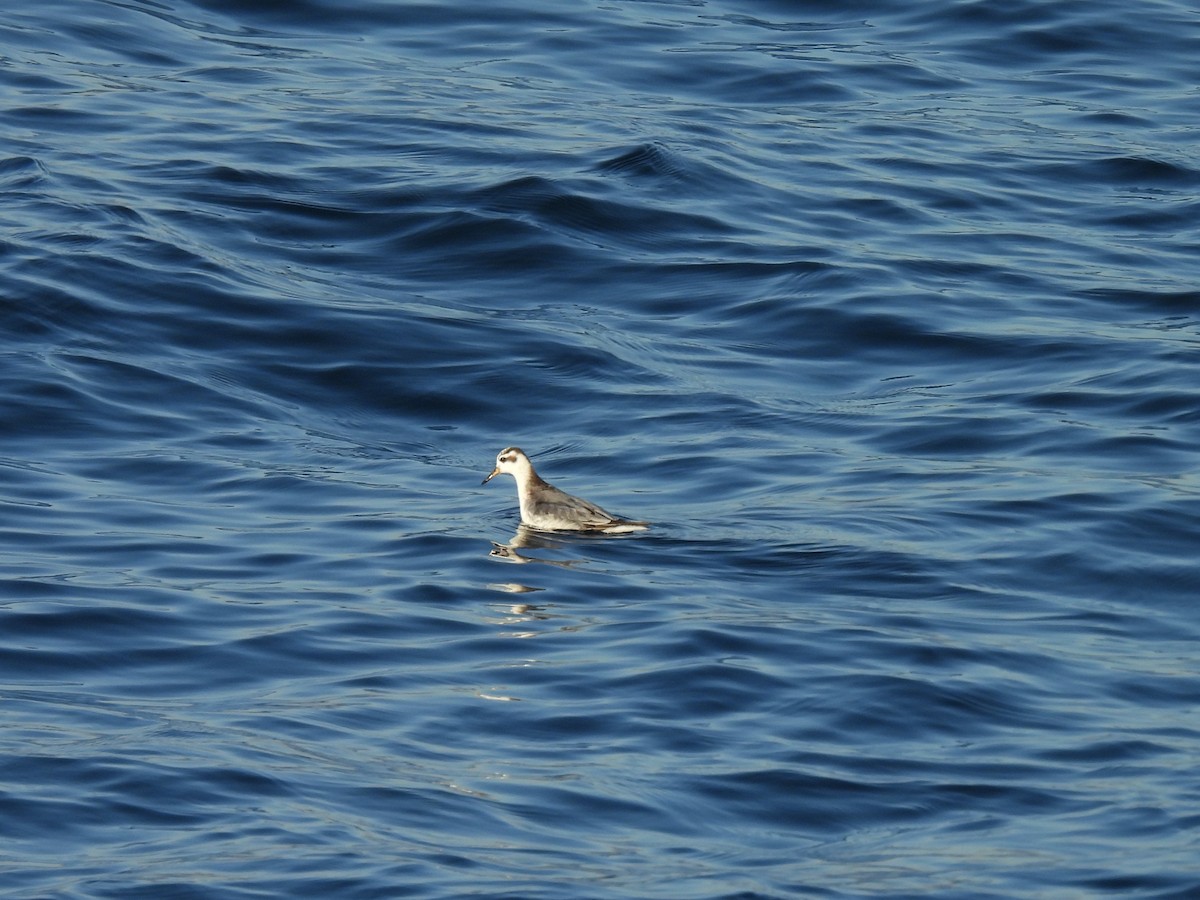 Kızıl Denizdüdükçünü - ML646812253