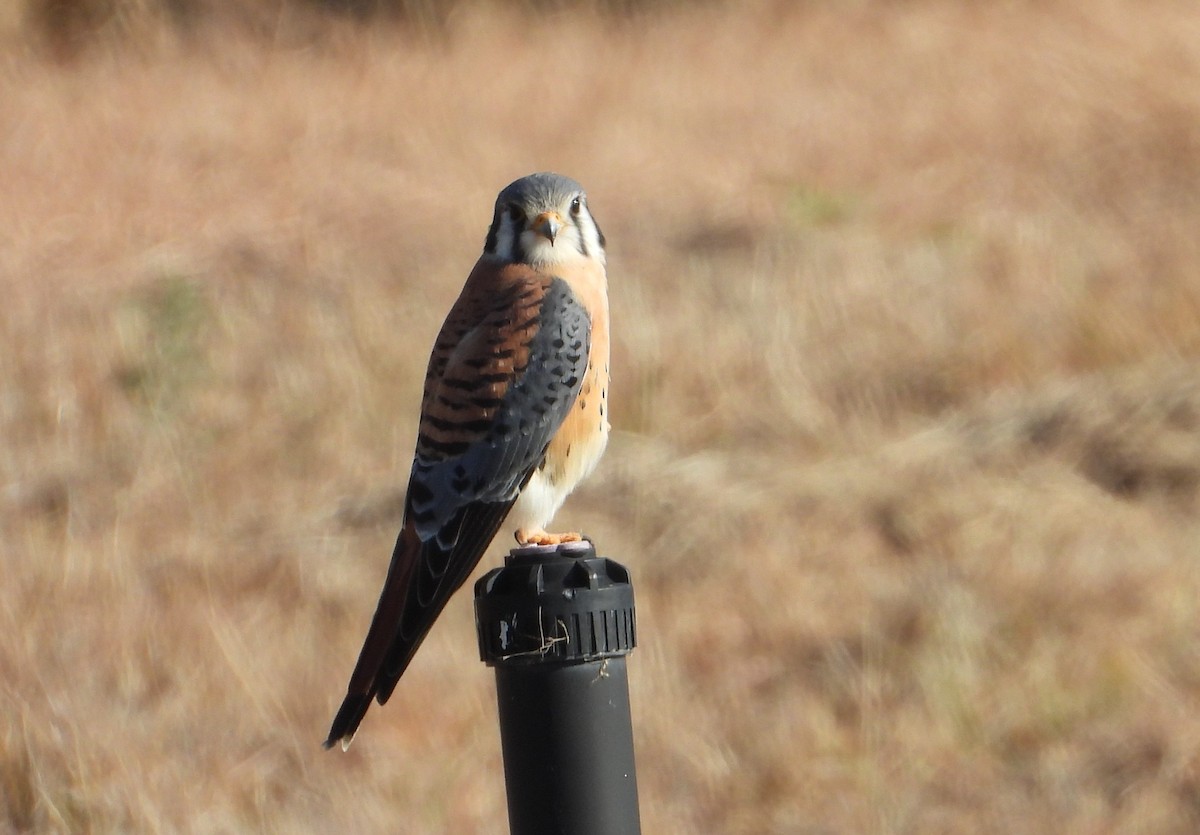 American Kestrel - ML646812254