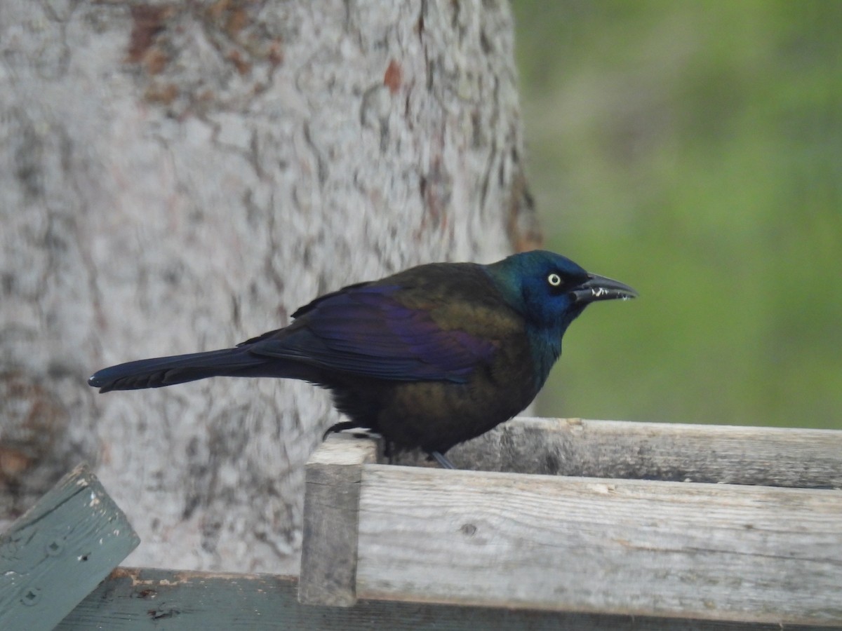 Common Grackle - ML646812256