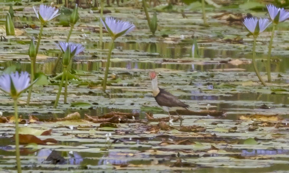 Comb-crested Jacana - ML646812259