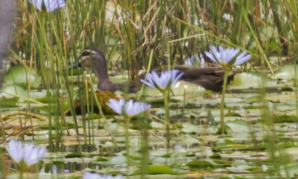 Comb-crested Jacana - ML646812260