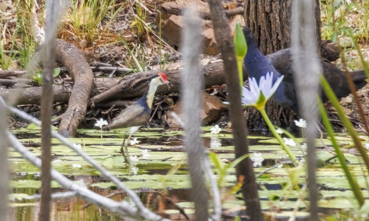 Comb-crested Jacana - ML646812261