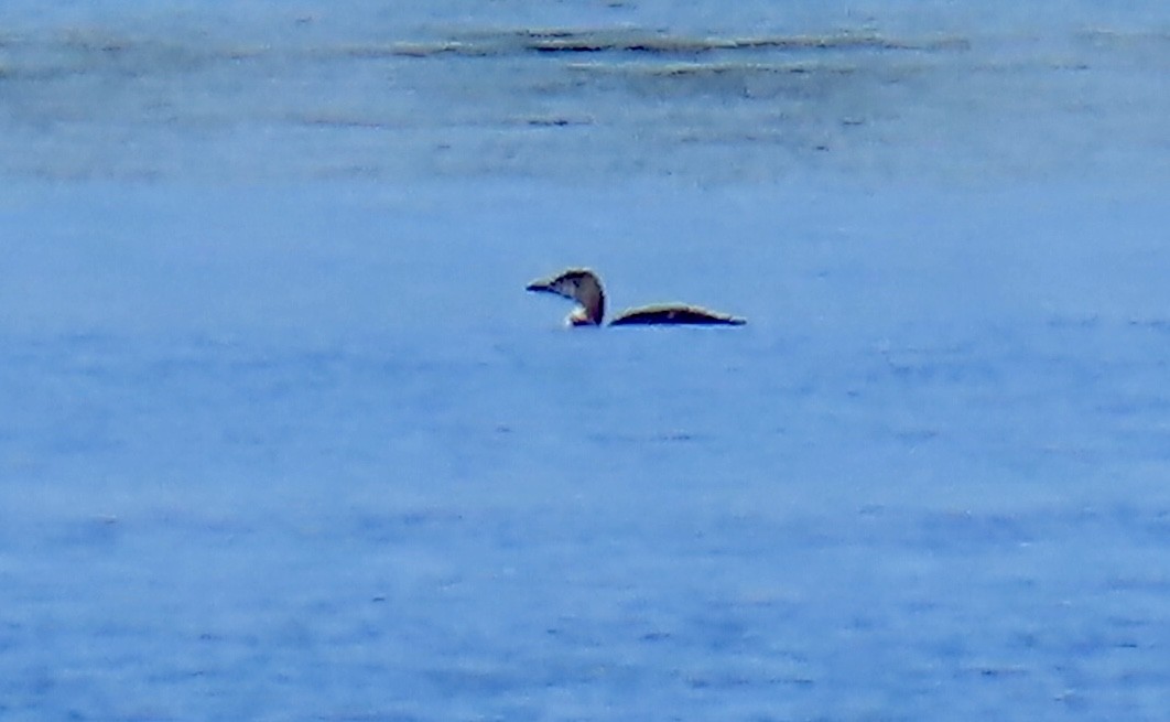 Common Loon - ML646812262