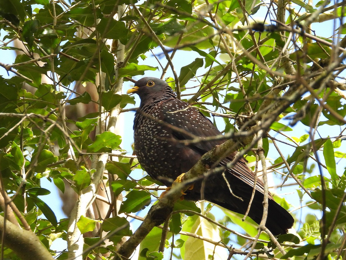 Оливковый вяхирь - ML646812263