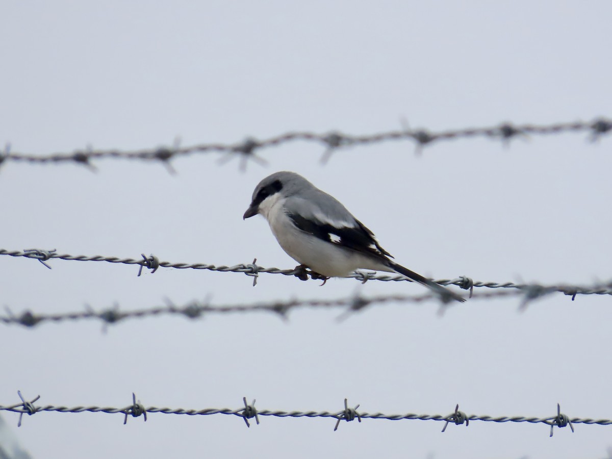 Loggerhead Shrike - ML646812264