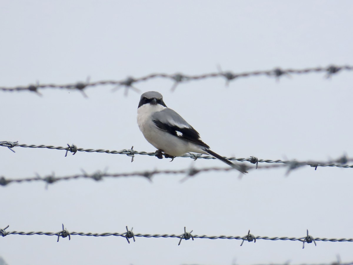 Loggerhead Shrike - ML646812265