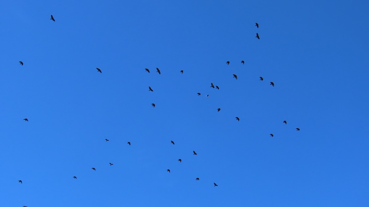 Fish Crow - ML646812279