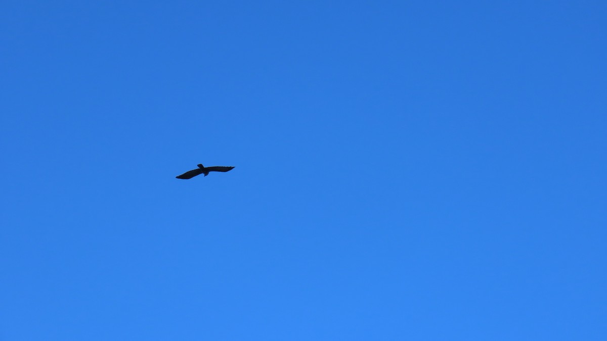 Fish Crow - ML646812280