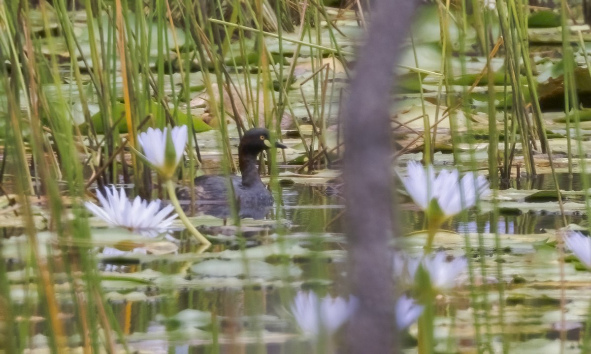 Australasian Grebe - ML646812284