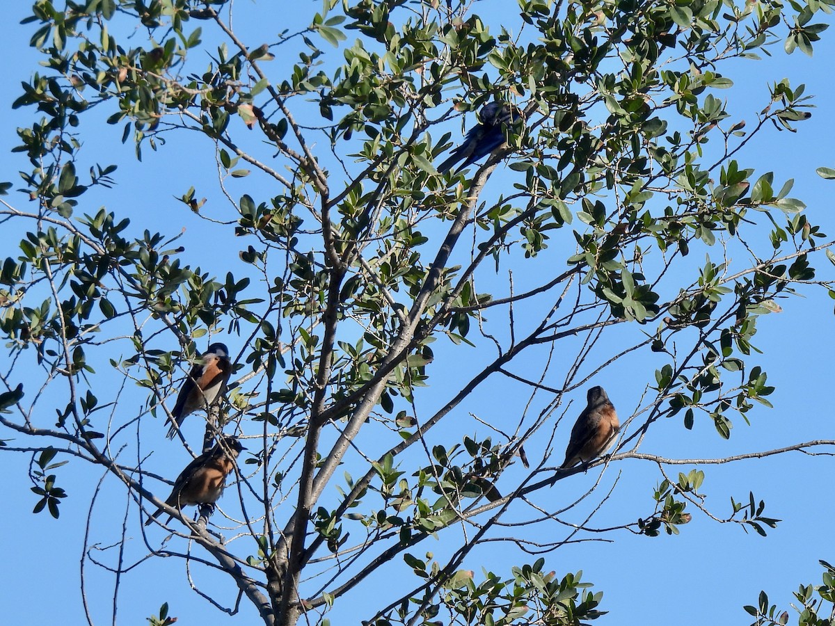 Western Bluebird - ML646812286