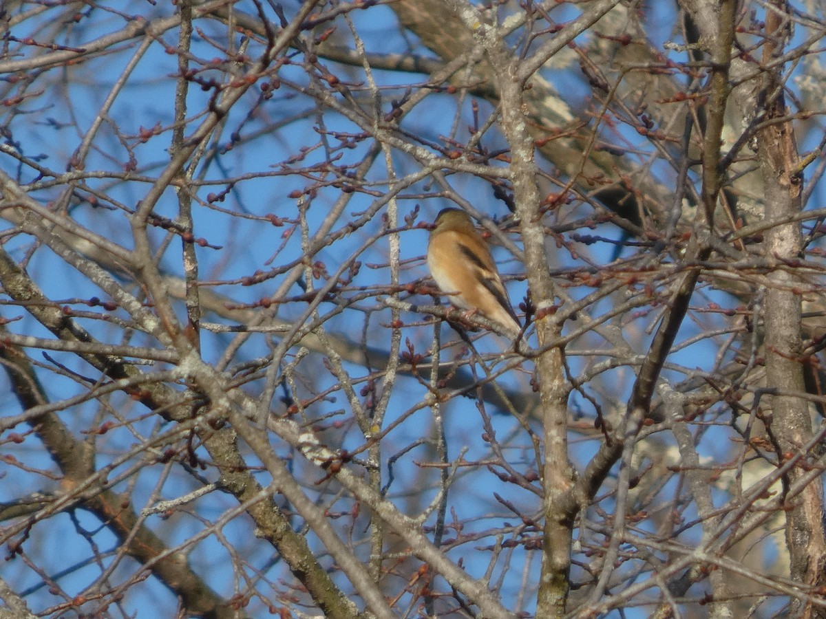 čížek žlutý - ML646812287