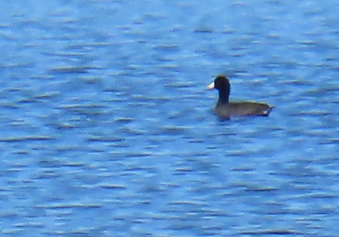 American Coot - ML646812293