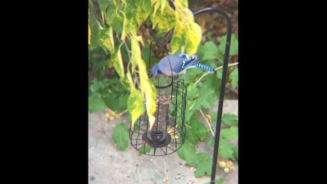Blue Jay - ML646812296
