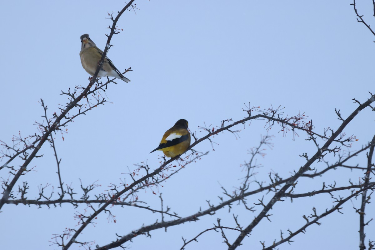 キビタイシメ - ML646812306