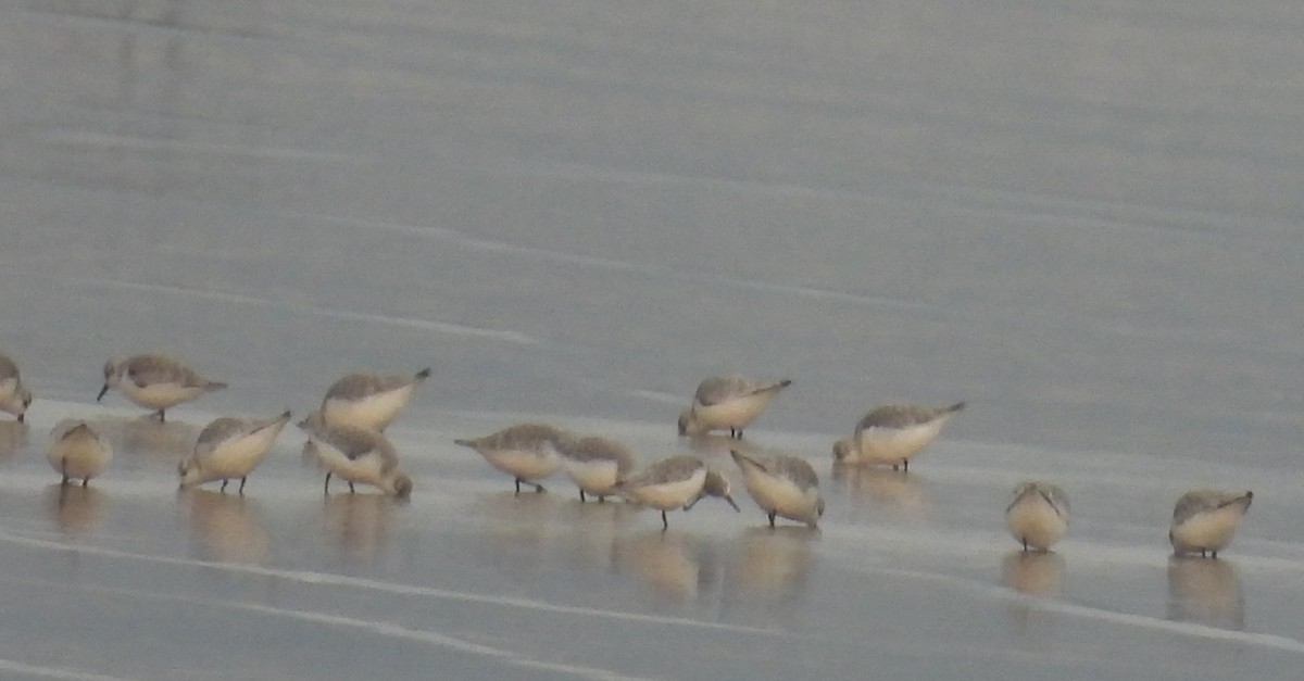 חופית לבנה - ML646812307