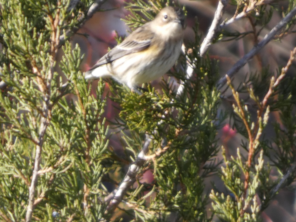 lesňáček žlutoskvrnný - ML646812308