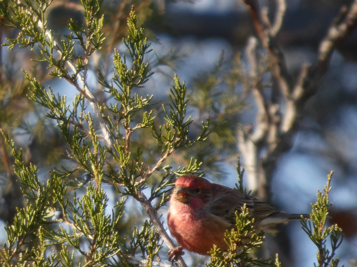 hýl rudoprsý - ML646812315