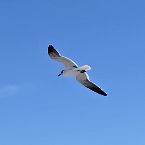 Aztekenmöwe - ML646812320