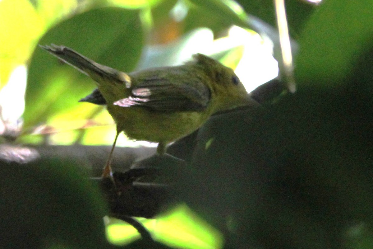 Wilson's Warbler - ML646812323