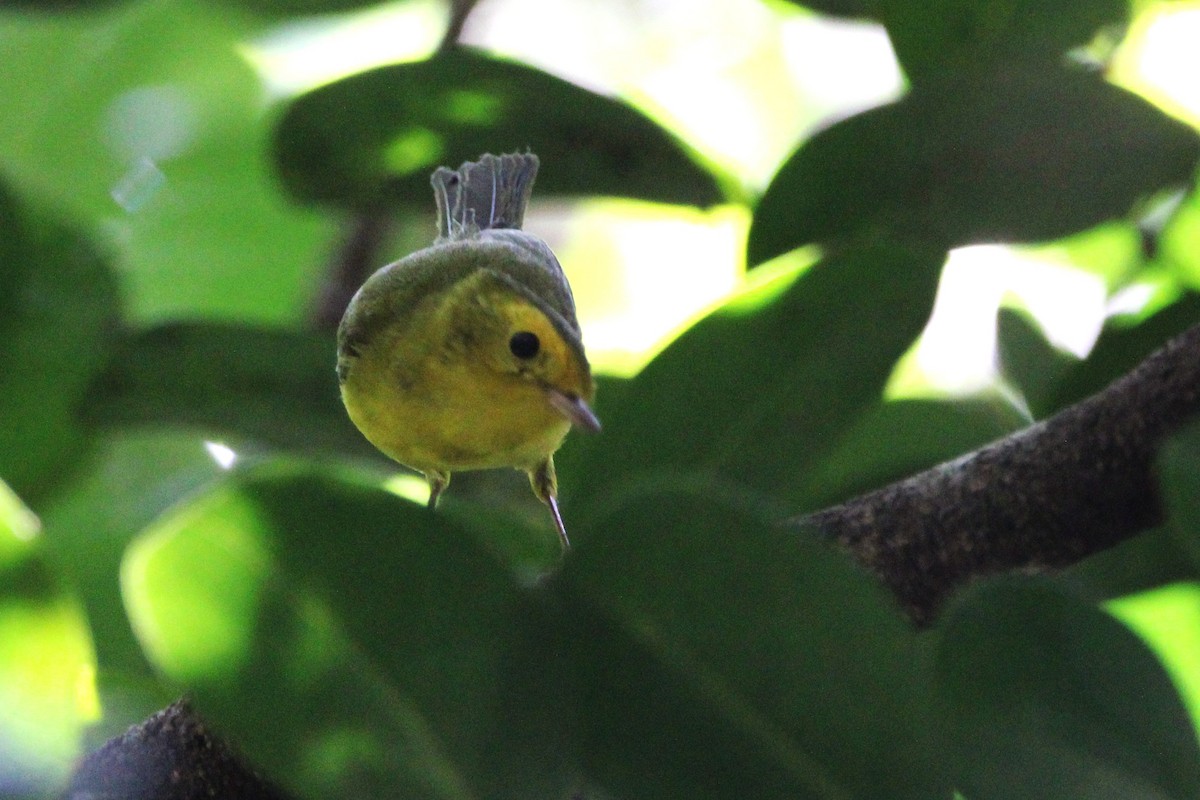 Wilson's Warbler - ML646812324