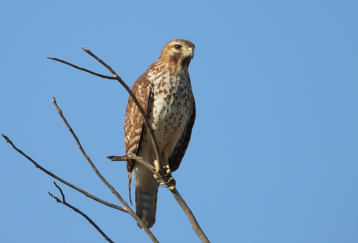 Red-shouldered Hawk - ML646812327
