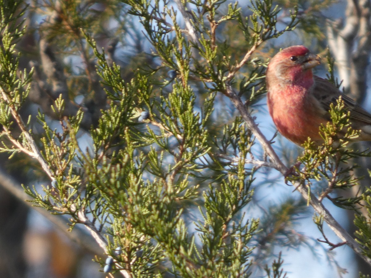 hýl rudoprsý - ML646812332