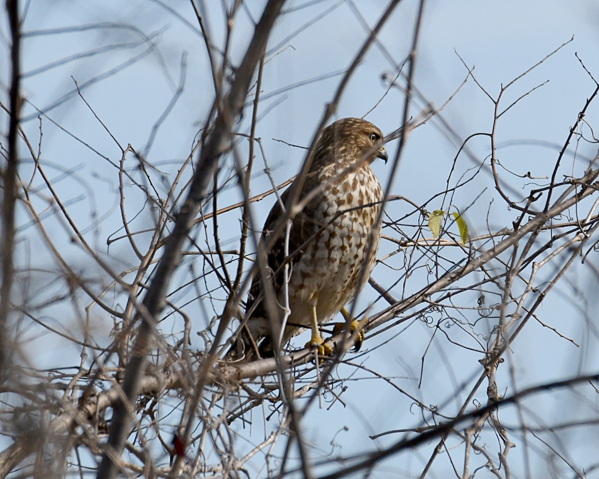 Red-shouldered Hawk - ML646812333