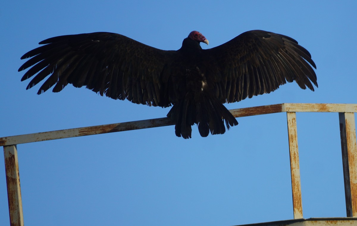 Turkey Vulture - ML646812335