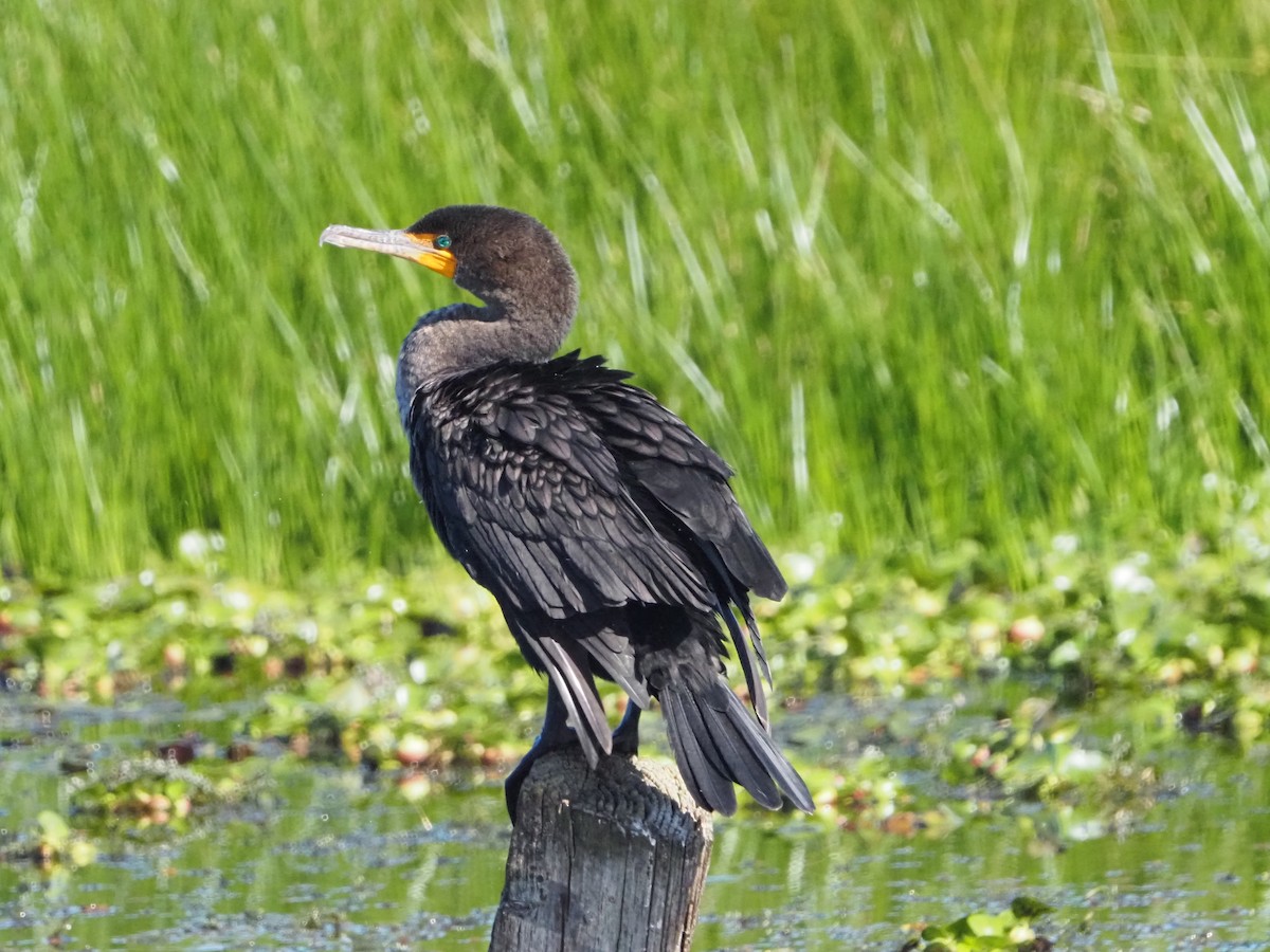 Cormorán Orejudo - ML646812352