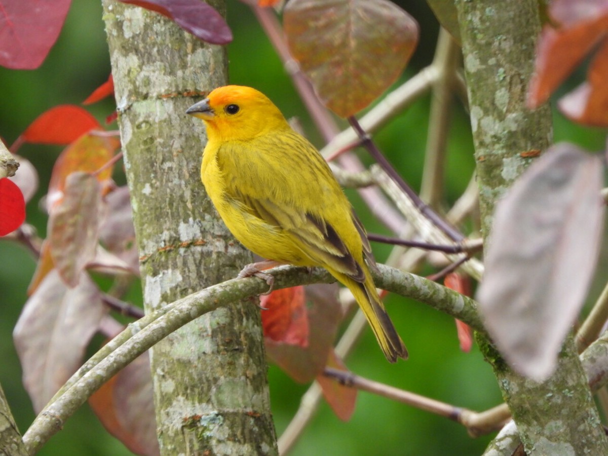 Saffron Finch - ML646812354