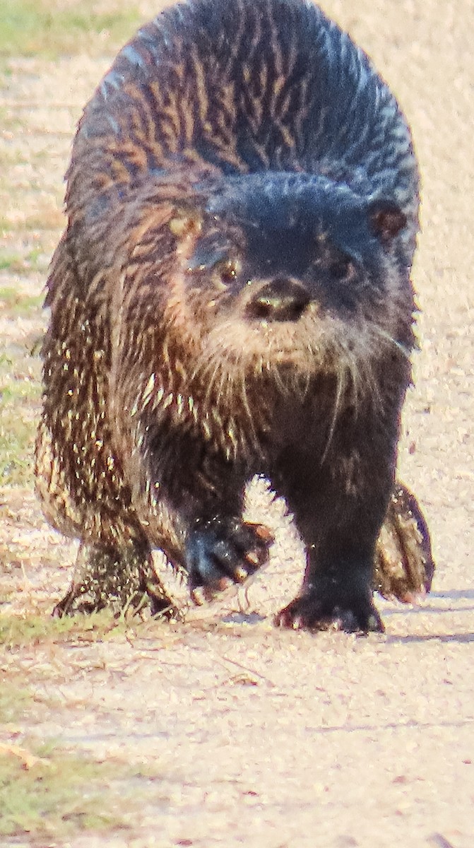 North American River Otter - ML646812355
