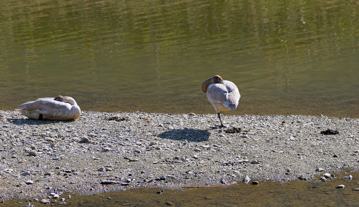 Лебідь-кликун - ML646812370