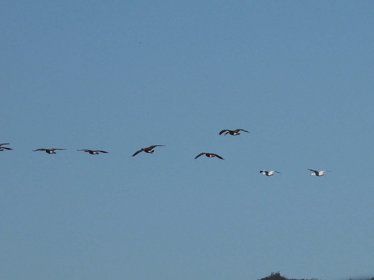 Branta kanadar handia - ML646812386