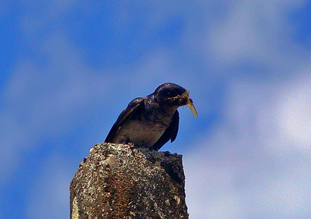 Gri Göğüslü Kırlangıç - ML646812388