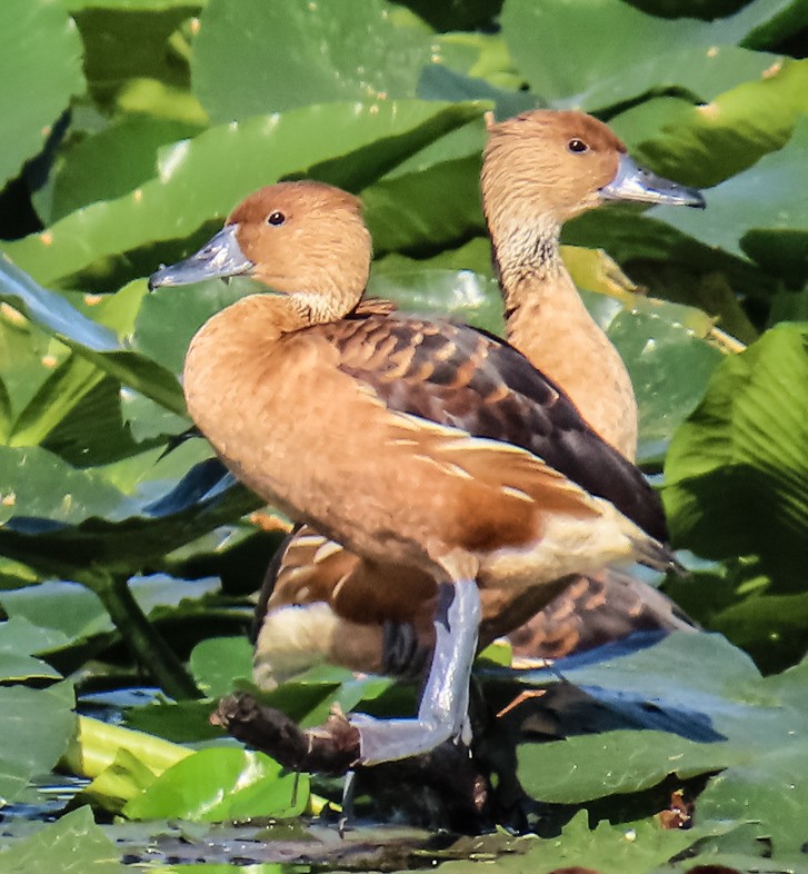 Fulvous Whistling-Duck - ML646812393