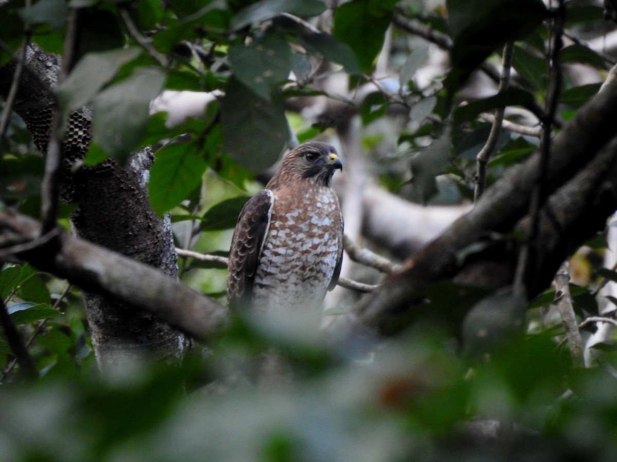 ハネビロノスリ - ML646812394