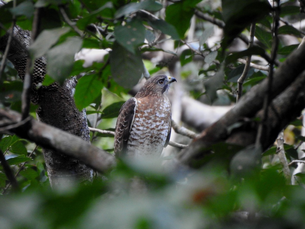 ハネビロノスリ - ML646812395