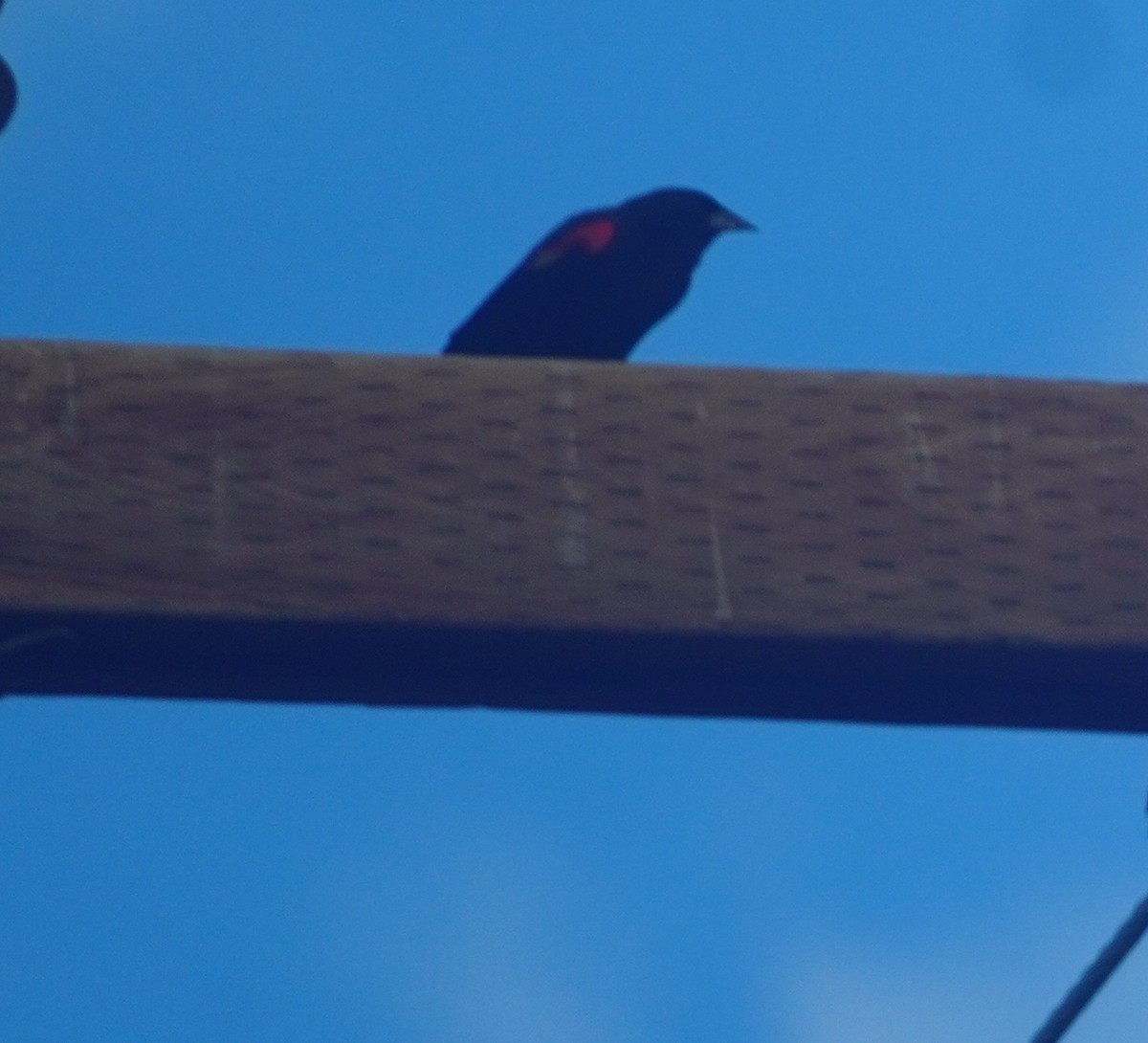 שחרורית אדומת-כנף - ML646812396