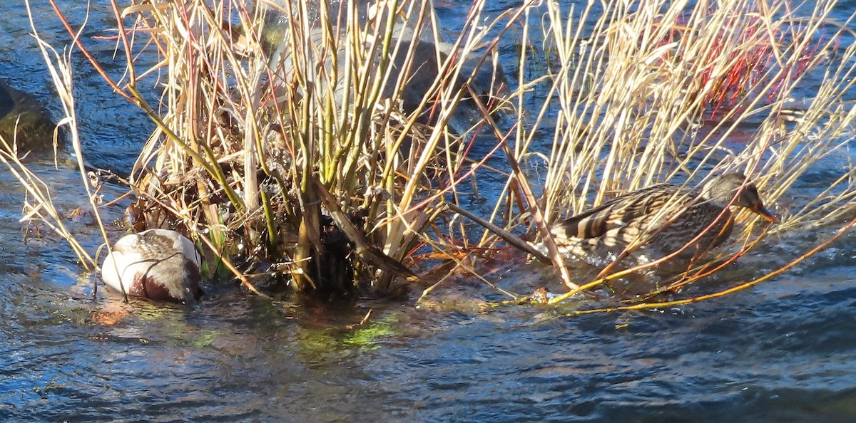 Ánade Azulón - ML646812401