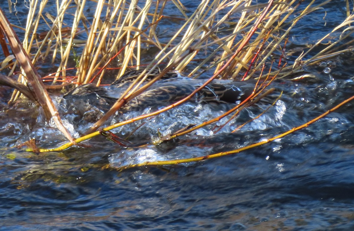 Ánade Azulón - ML646812402