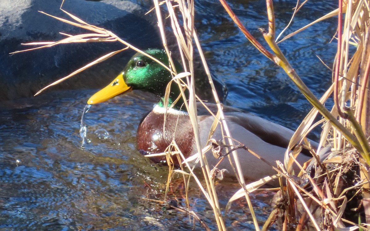 Ánade Azulón - ML646812404