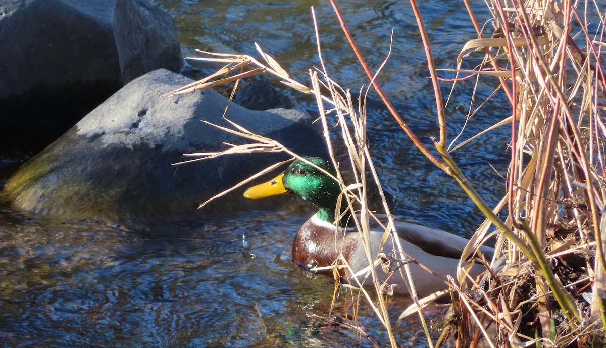 Ánade Azulón - ML646812405