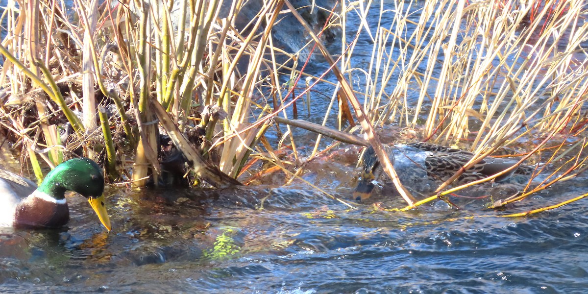 Ánade Azulón - ML646812406