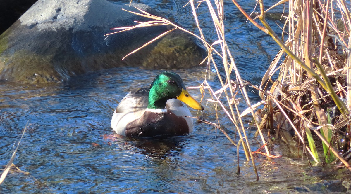 Ánade Azulón - ML646812407