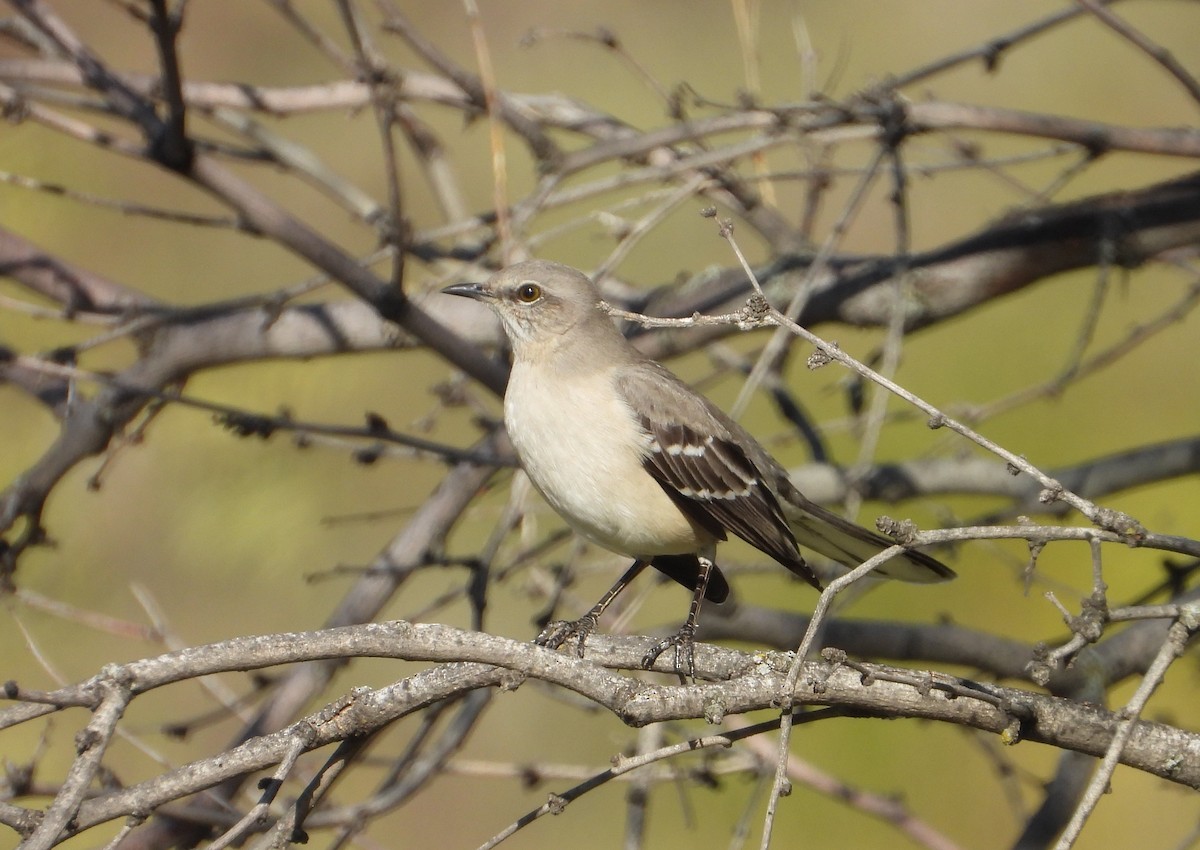Northern Mockingbird - ML646812419