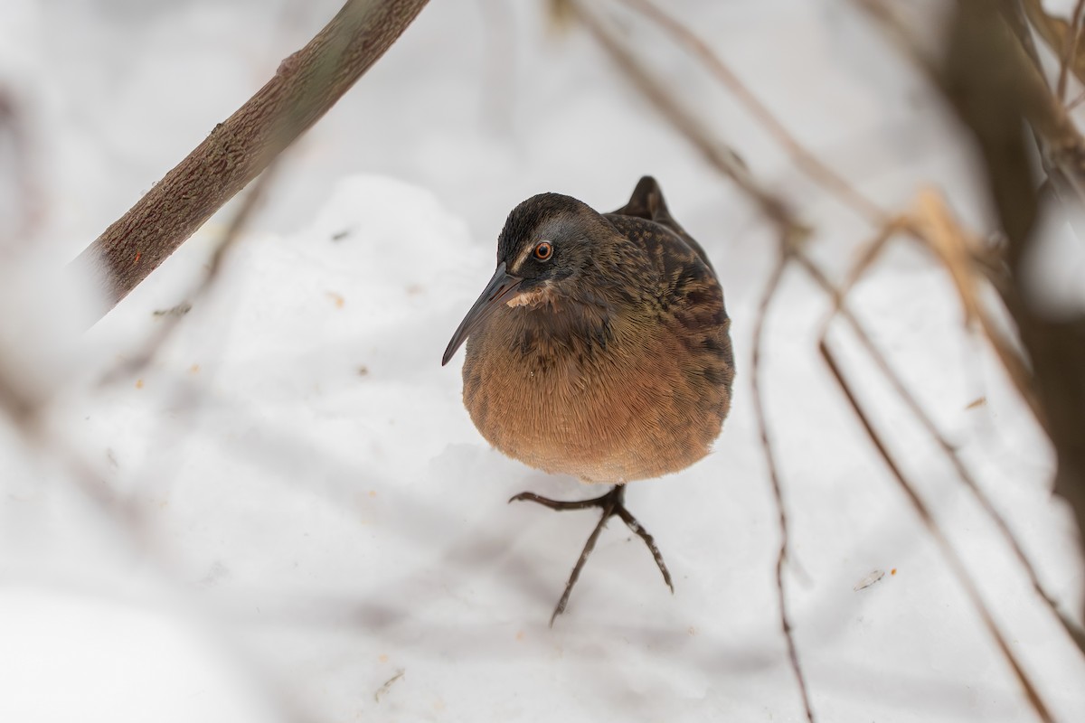 Virginia Rail - ML646812423