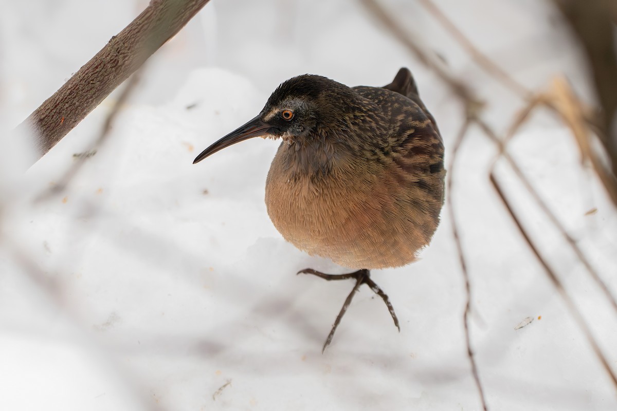 Virginia Rail - ML646812424
