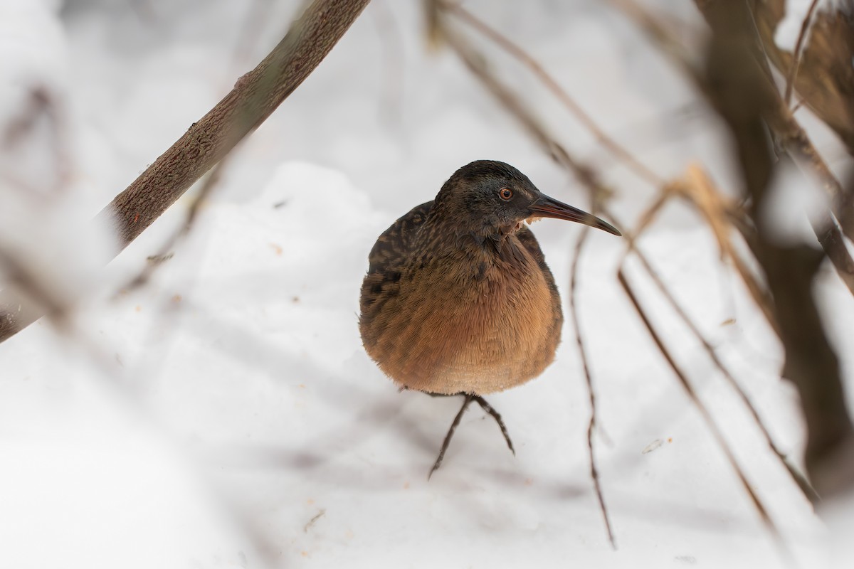 Virginia Rail - ML646812425