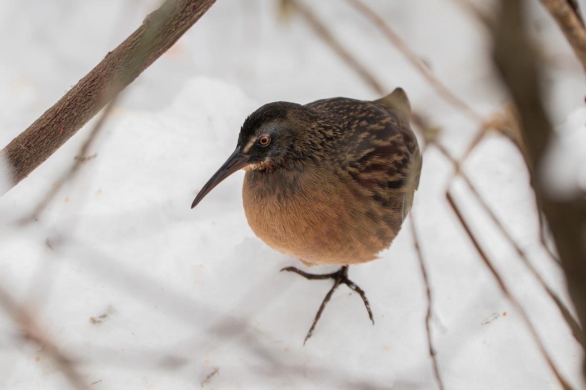 Virginia Rail - ML646812426