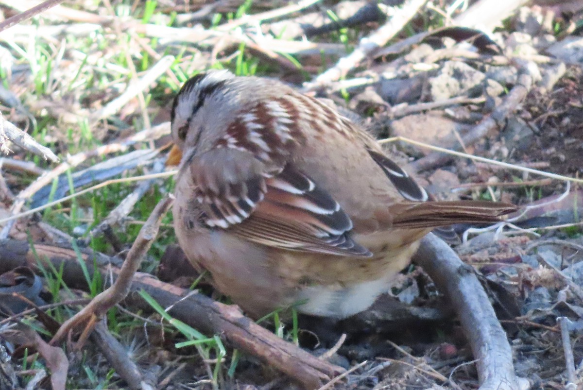 Chingolo Coroniblanco - ML646812427